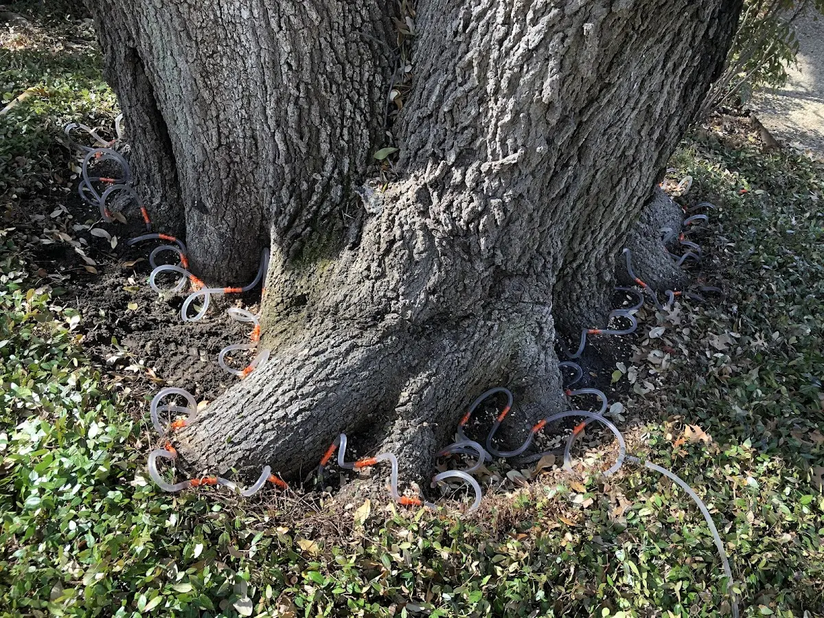 Detailed Tree Cabling and Bracing job site in Kirkland