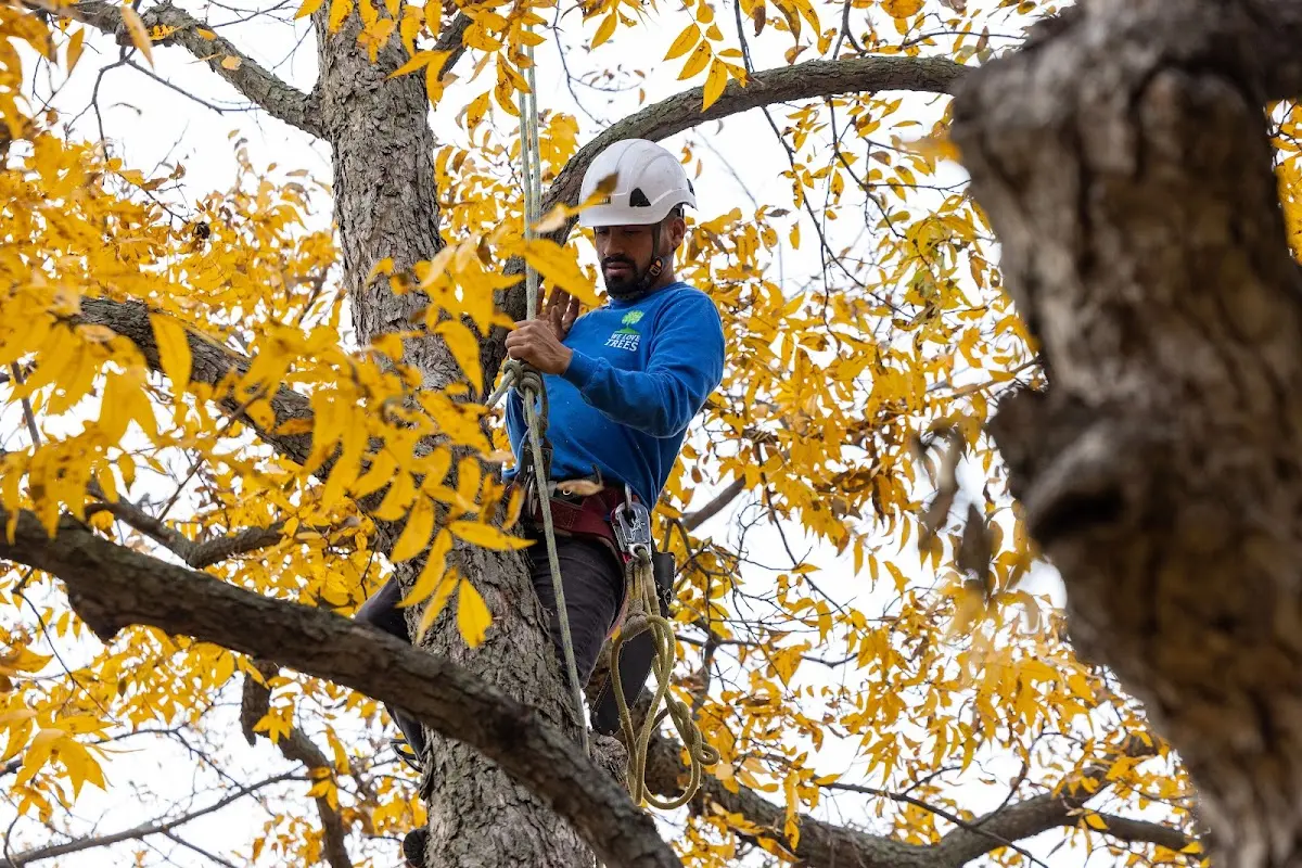Skilled Tree Planing crew working in Kirkland